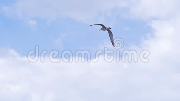 一只海鸥高高地飞在天空中视频的预览图