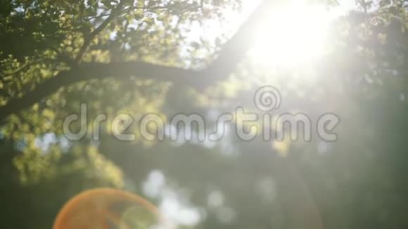 美丽的天然绿色阳光背景夕阳的余晖下枫树丛丛茂密的树叶视频的预览图