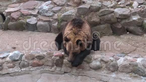 棕熊在石头上睡觉视频的预览图