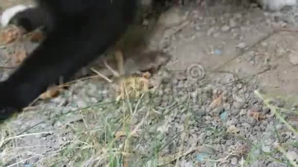 黑白猫在草地上和真正活泼的灰老鼠玩耍视频的预览图