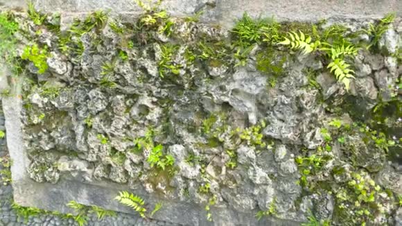 老墙上的绿色植物视频的预览图