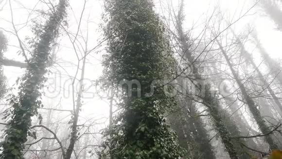 在雾蒙蒙的森林里树干被藤本植物覆盖库存录像秋景视频的预览图