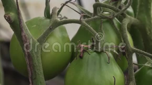 蕃茄生长在温室里葡萄干上有未成熟的果实有机蔬菜视频的预览图
