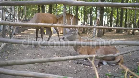 鹿停在公园的围场里视频的预览图