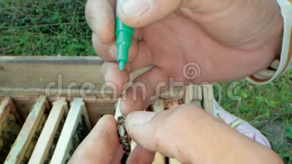 蜂王标签的养蜂人标记用手指标记蜂王视频的预览图