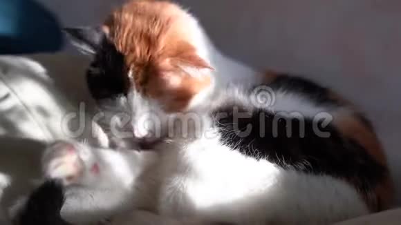 三色旗猫洗它的脚太阳怒目而视和阴影向指已提到的人后面视频的预览图