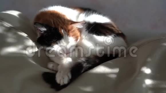 三色旗猫为提供床位向一扶手椅太阳怒目而视一d阴影向指已提到的人视频的预览图