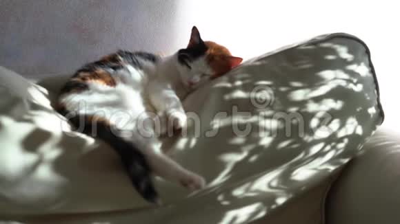三色旗猫为提供床位向一扶手椅太阳怒目而视一d阴影向指已提到的人视频的预览图