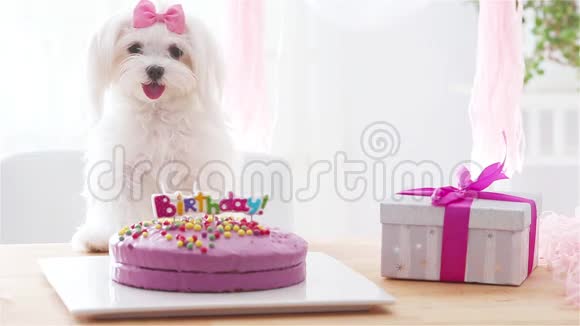 漂亮的狗和弓和生日蛋糕视频的预览图