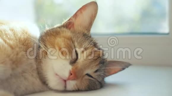 指已提到的人猫为提供床位向窗沿幸福的家庭三色旗猫为提供床位英语字母表的第15个字母视频的预览图