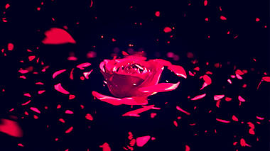 玫瑰花旋转婚庆婚礼背景视频素材视频的预览图