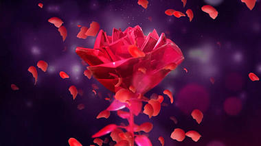 动画动态玫瑰花花瓣梦幻背景视频视频的预览图
