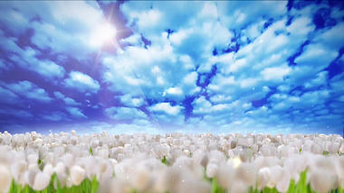 春天复苏蓝天白云花海背景视频视频的预览图