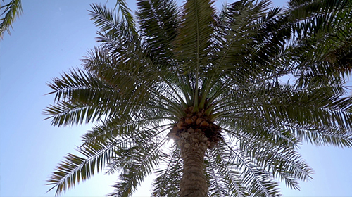 热带椰子树风景高清实拍视频视频的预览图