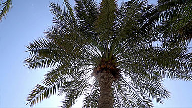 热带椰子树风景高清实拍视频视频的预览图