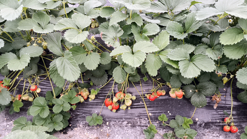 实拍草莓种植基地视频的预览图