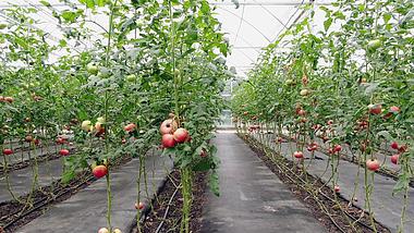 4K实拍大棚西红柿种植基地视频的预览图