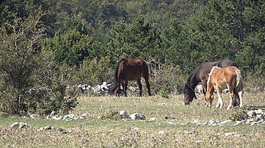在山地里吃草的野马高清实拍视频素材视频的预览图