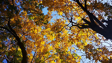 4K实拍秋季金黄枫叶视频的预览图