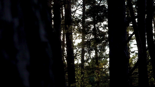 高清实拍视频-在树林的晨曦视频的预览图