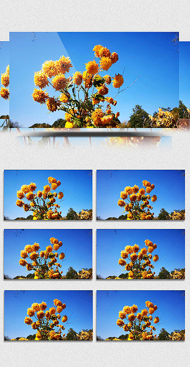 4K实拍蓝天下的菊花视频的预览图