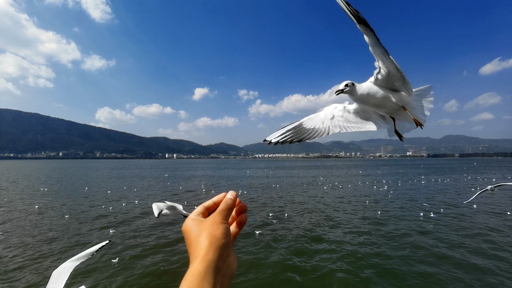 实拍慢动作海鸥啄食视频的预览图