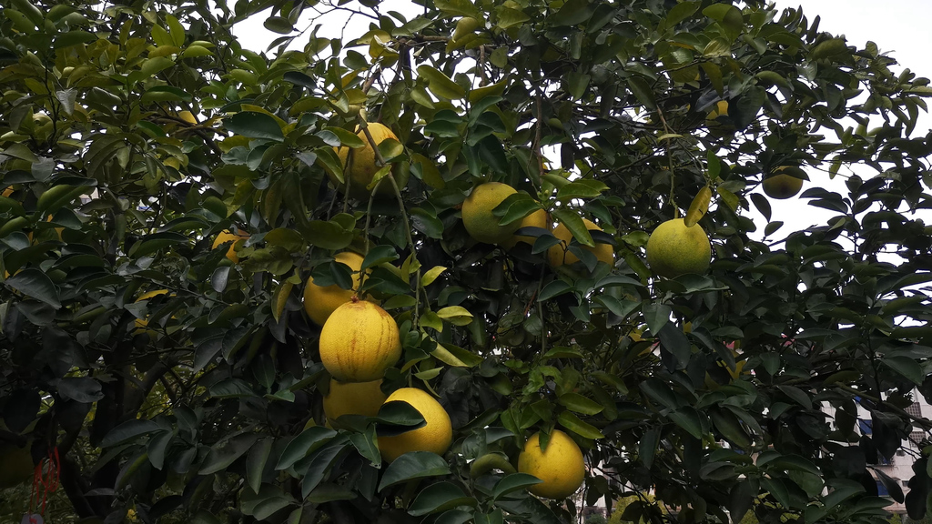 实拍水果柚子树视频的预览图