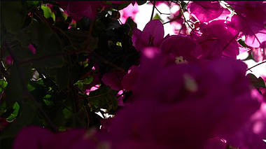 阳光洒在粉红色的花朵上视频的预览图