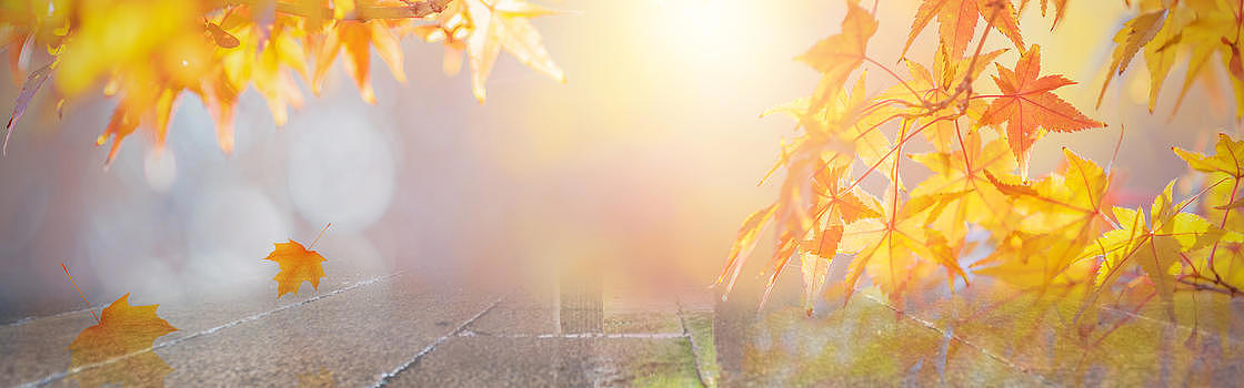 电商扁平风格秋季枫叶背景图片素材免费下载