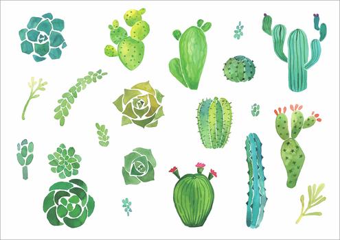 彩绘多肉植物图片素材免费下载