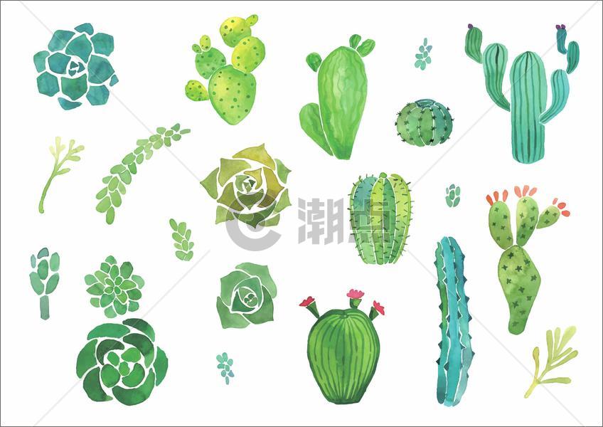 彩绘多肉植物图片素材免费下载