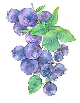 水彩蓝莓小清新水果素材图片素材免费下载