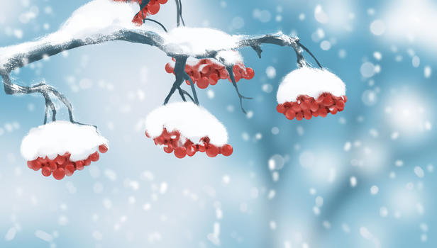 冬季果实图片素材免费下载