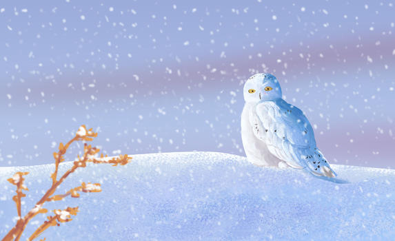 冬季的鸟图片素材免费下载