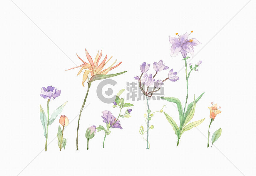 水彩花卉素材图片素材免费下载