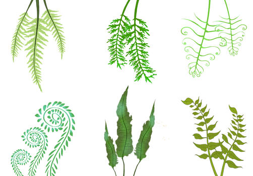 蕨类植物图片素材免费下载