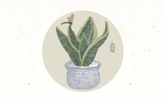 虎尾兰植物图片素材免费下载