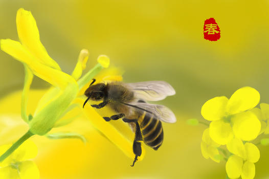 油菜花和蜜蜂图片素材免费下载