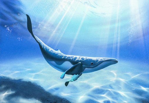 海底的鲸鱼图片素材免费下载