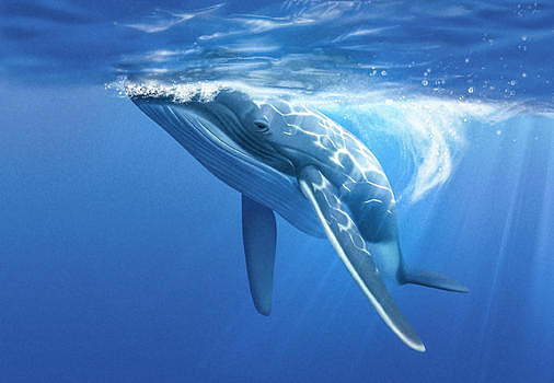 鲸图片素材免费下载