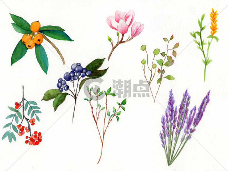 手绘花卉元素图片素材免费下载