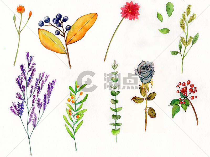 水彩植物花卉图片素材免费下载