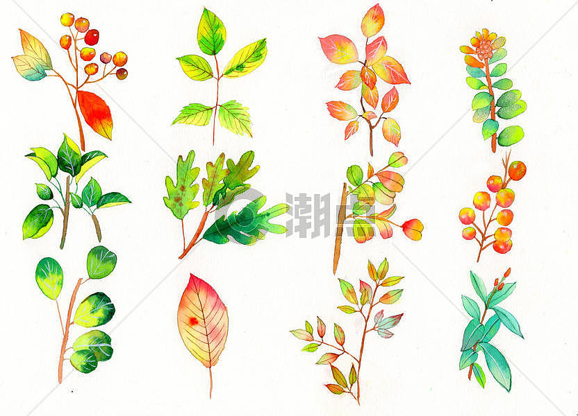 水彩手绘植物图片素材免费下载