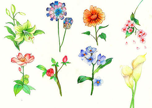水彩手绘花卉图片素材免费下载