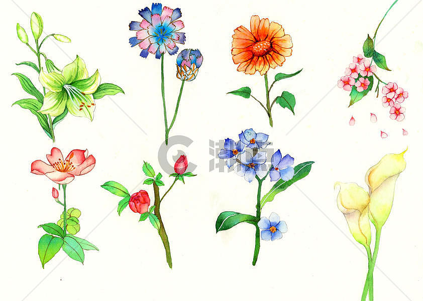 水彩手绘花卉图片素材免费下载
