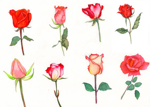 水彩手绘玫瑰花图片素材免费下载