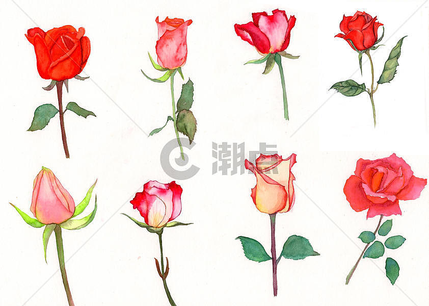 水彩手绘玫瑰花图片素材免费下载
