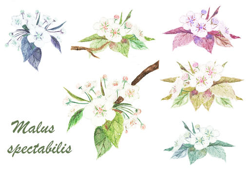 水彩多色花卉组合背景素材图片素材免费下载
