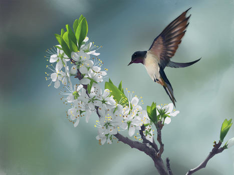 春天花卉小鸟图片素材免费下载