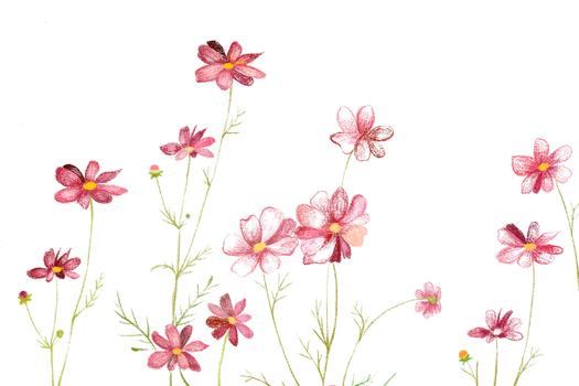 波斯菊花卉素材图片素材免费下载